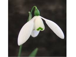 ‘Mrs McNamara’