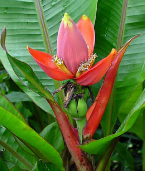 Musa laterita