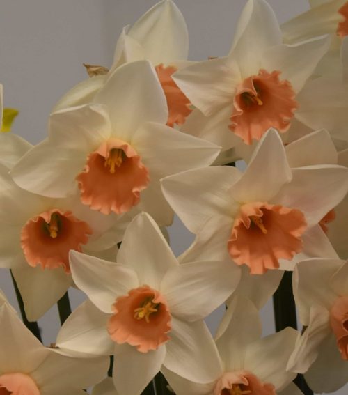 Narcissus Accent_2934