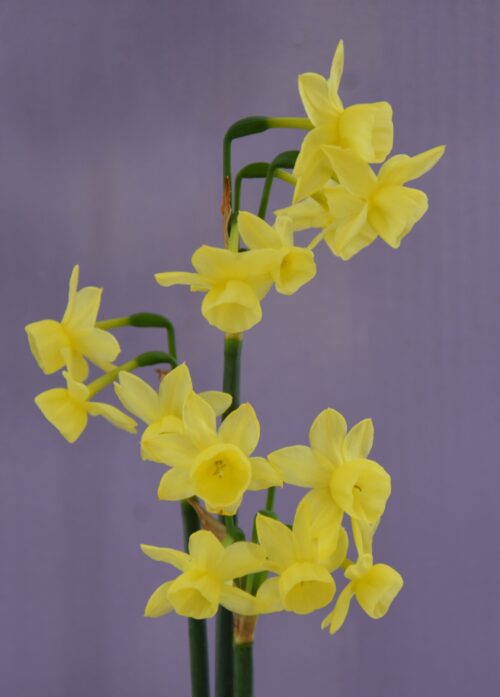 Narcissus Angel’s Breath_5675 (2)