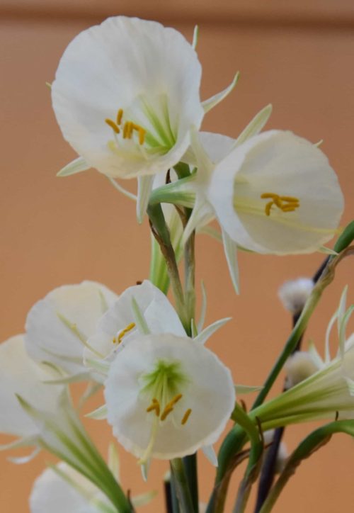 Narcissus Mary Poppins_0398 – Copy