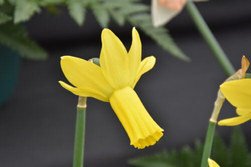 Narcissus Rapture_2357 (1)