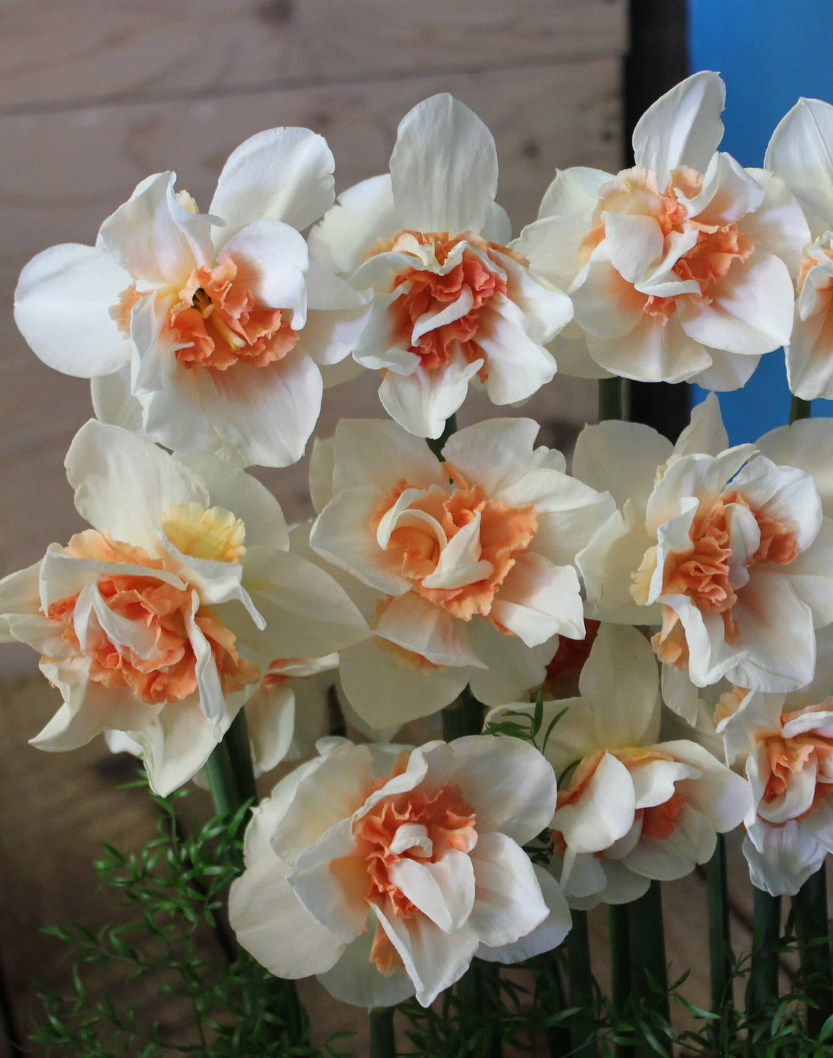 Narcissus Replete