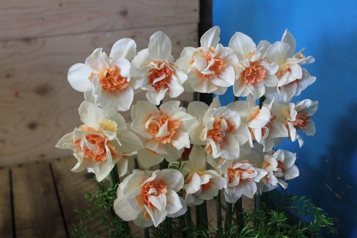 Narcissus Replete