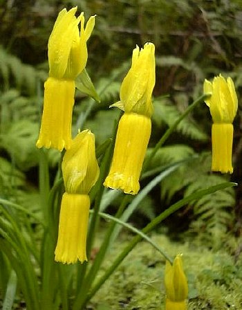 Narcissus cyclamineus