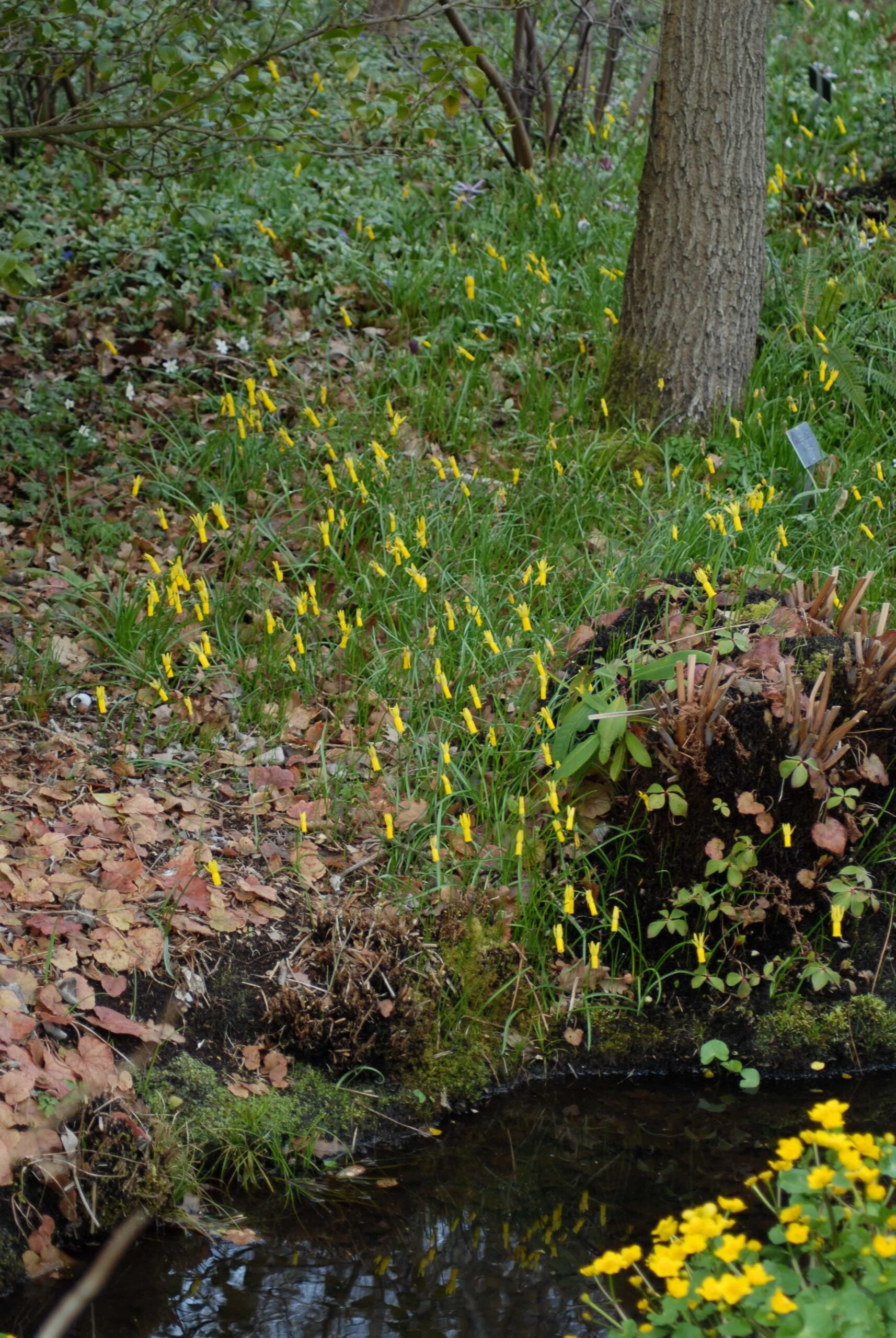 Narcissus cyclamineus