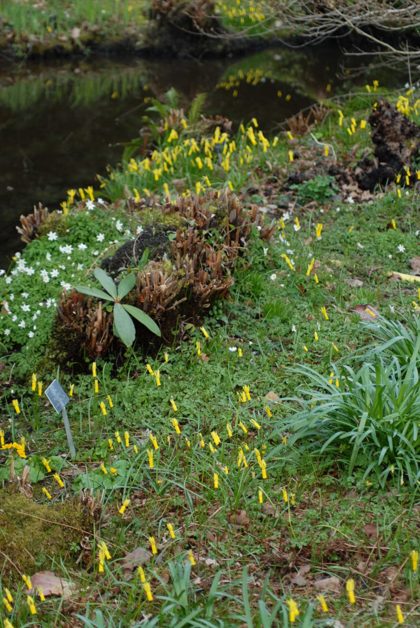 Narcissus cyclamineus