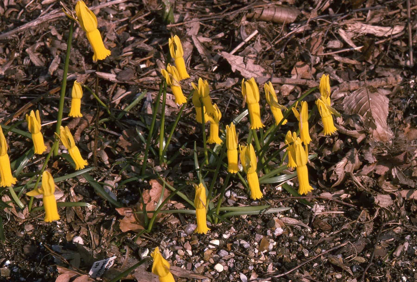 Narcissus cyclamineus
