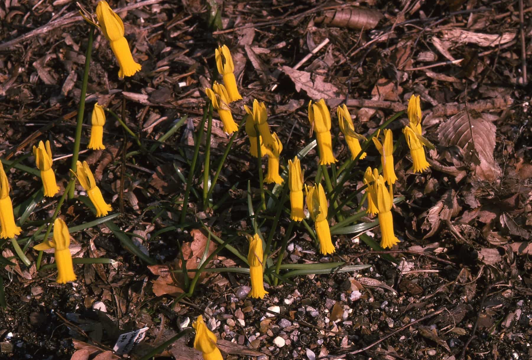 Narcissus cyclamineus