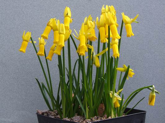 Narcissus cyclamineus