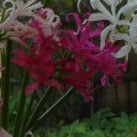 Nerine bowdeni Mixed_1302 (1)