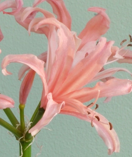 Nerine pamela…..