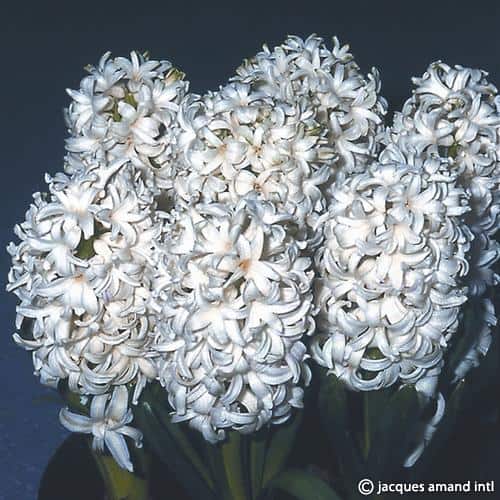 Prepared-Hyacinth-White-Pearl