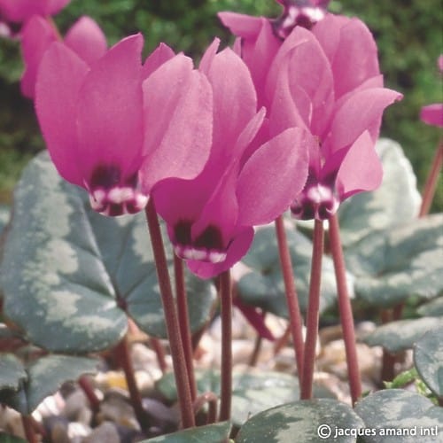 Pseudibericum
