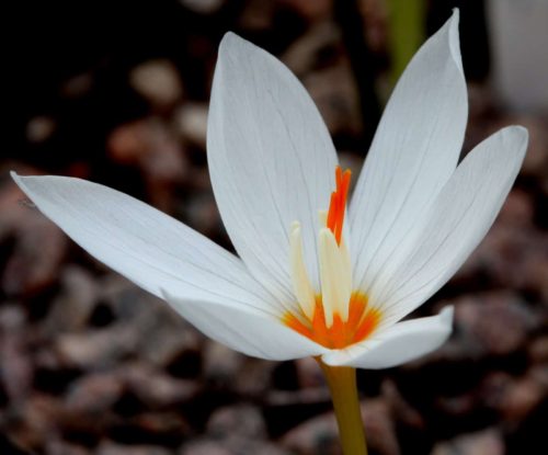 Crocus pulchellus albus