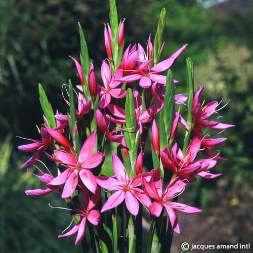 Rosea