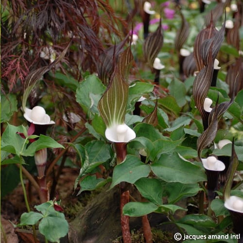 Sikokianum