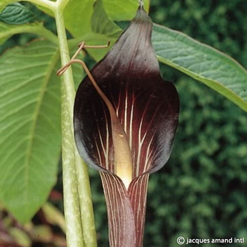 Speciosum