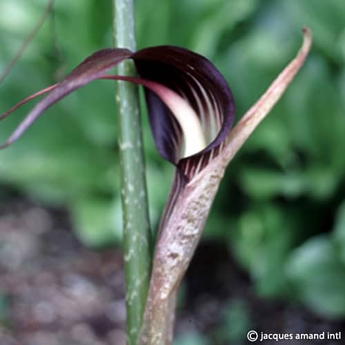 Speciosum-Var.-Mirable