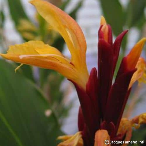 Spicata