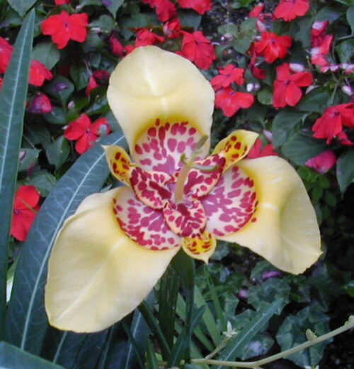 Tigridea Aurea