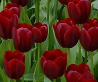 Tulip National Velvet