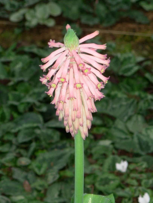 Veltheimia capensis (1) (Large)