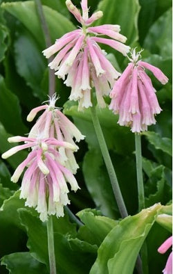 Velthemia Rosabella