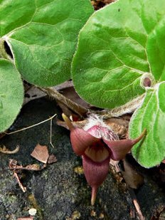 asarum_canadense