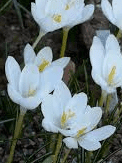 crocus goulymi var