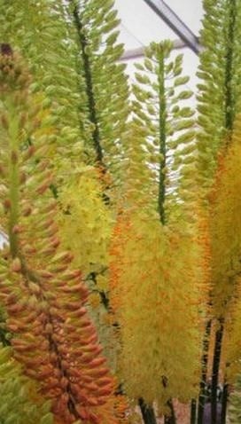 eremurus apricot yellow