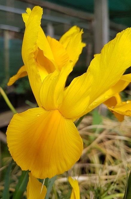 iris mickey gold