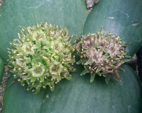 massonia obermeyerae – willowmore
