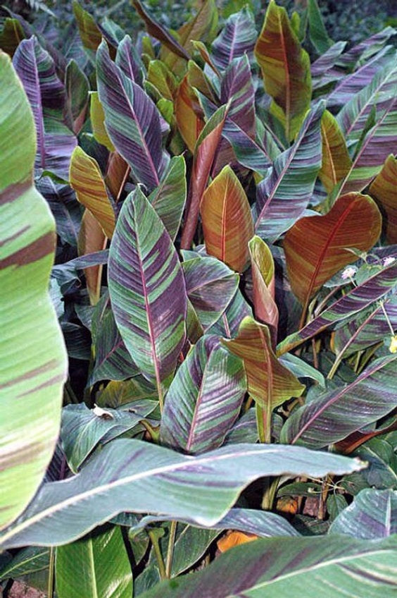 musa sik. bengal