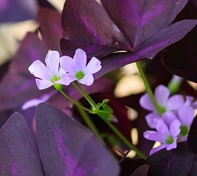 28142676 – flower oxalis triangularis  purple shamrock, indian park