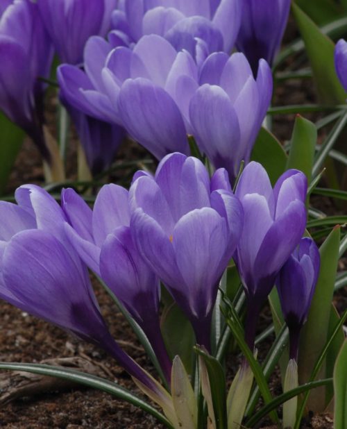 Crocus Grand Maitre