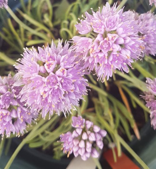senescens ssp. glaucum