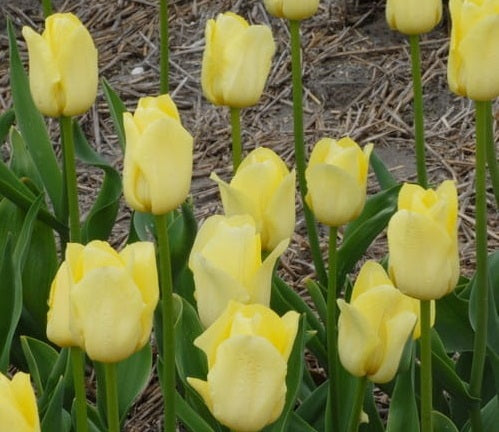 tulip limelight sq