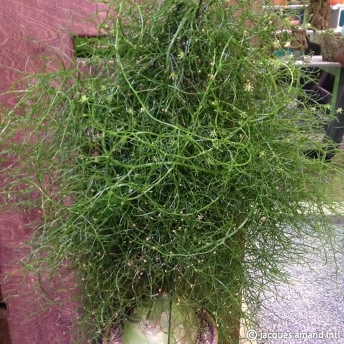 Bowiea volubilis